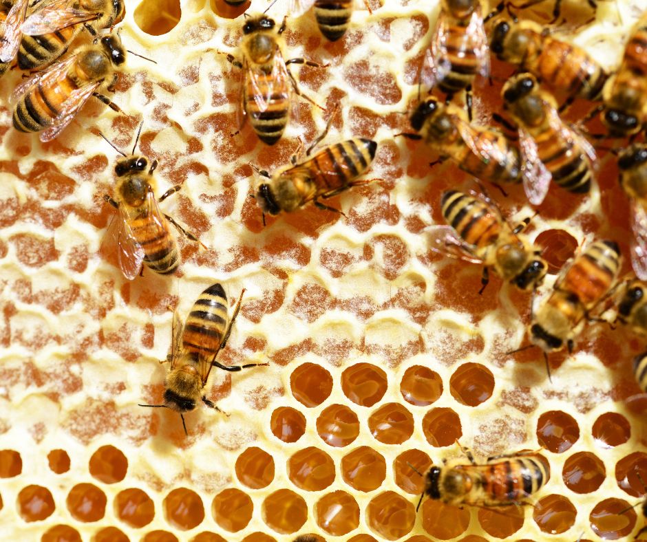 Põllumajandus- ja Toiduamet (PTA) tuletab meelde, et ilma kehtiva loomatervise sertifikaadita Eesti piirile saabunud mesilased tuleb lähteriiki tagasi saata. Vä